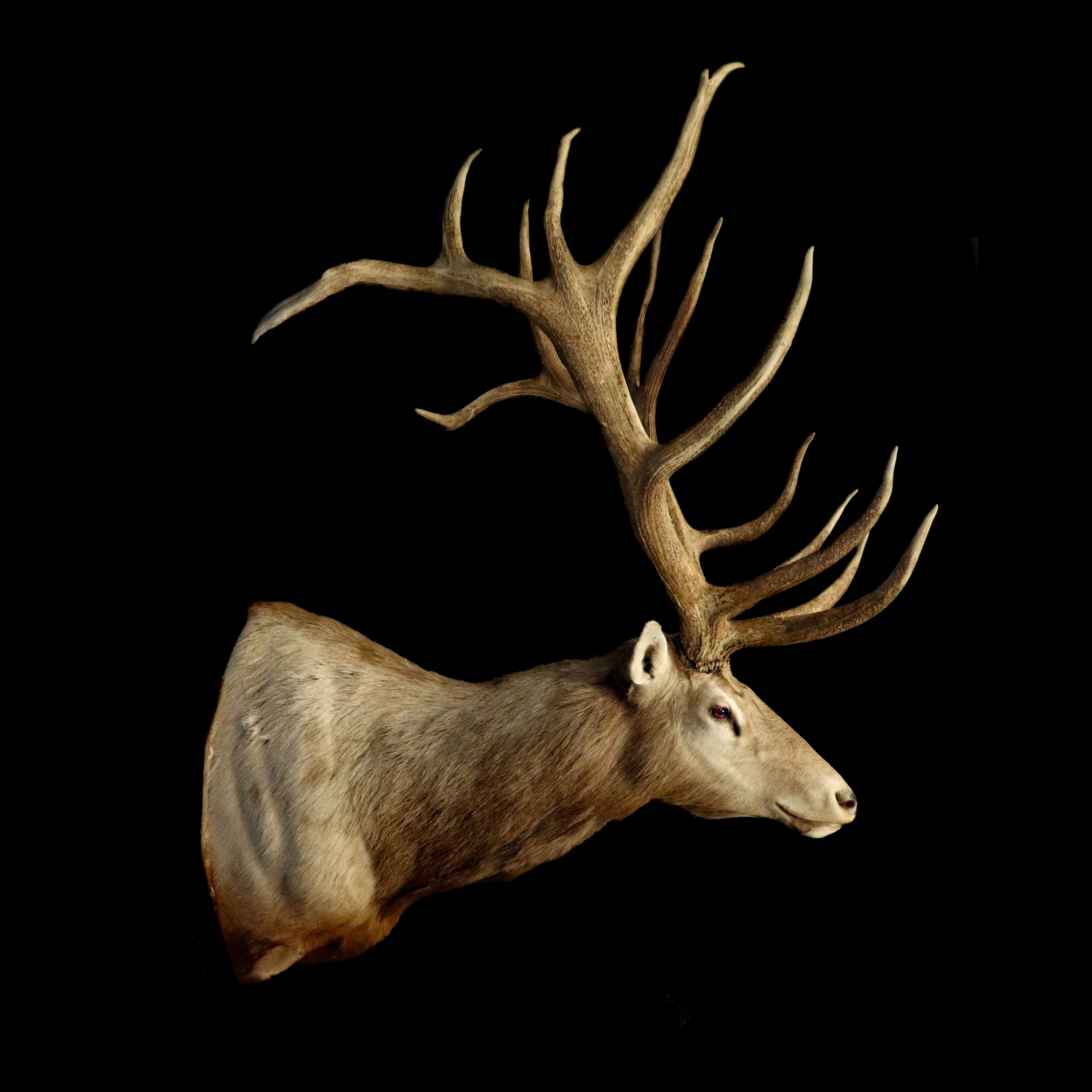 鹿科Cervidae (Sub-family of Artiodactyla) | HKBM